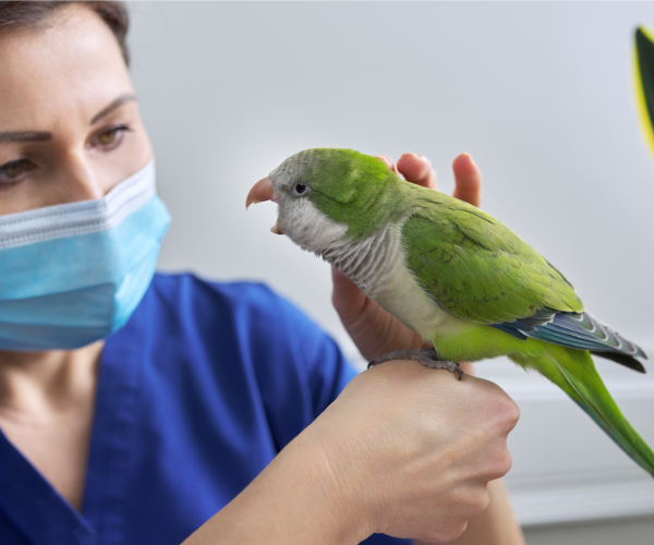 a woman wearing a face mask holding a green bird.