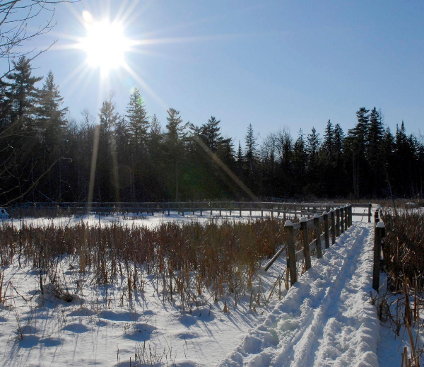 the sun is shining over a snowy field.