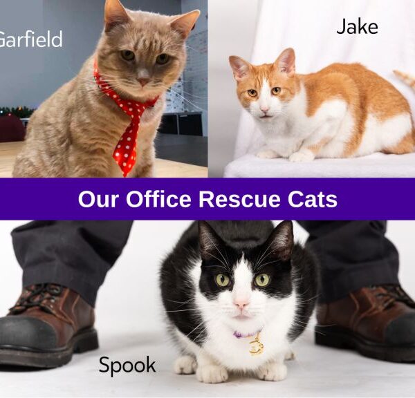 Office rescue cats