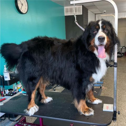 A bernese dog standing on a table in a grooming salon.