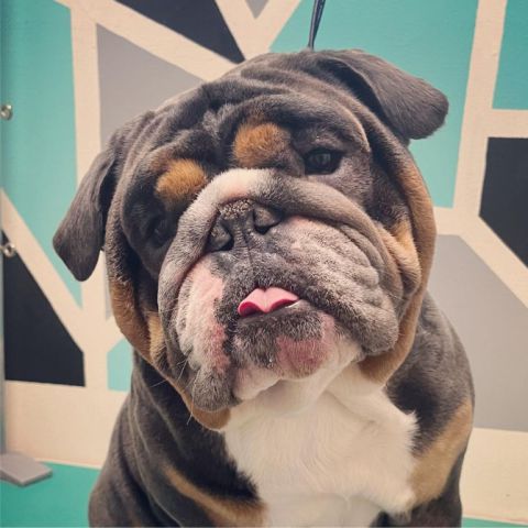 A bulldog with his tongue out is sitting in a room.