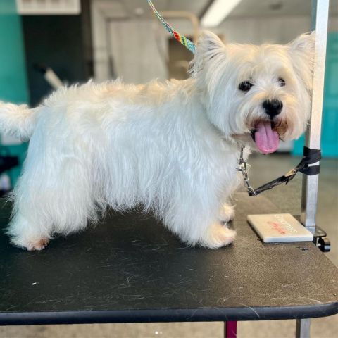 A white dog standing on a table in a grooming salon.