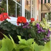 A vibrant display of flowers including red geraniums and purple blooms, set against a backdrop of a window and striped awning.