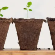 Three young plants in biodegradable pots on a wooden board against a white background.