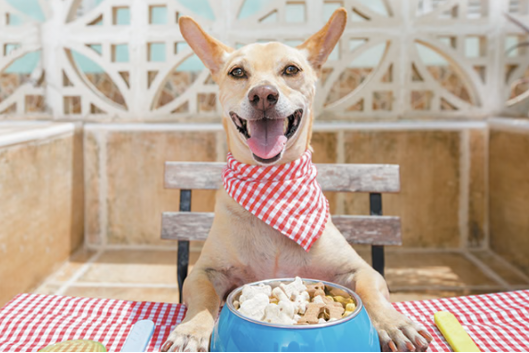 Skip the Kibble